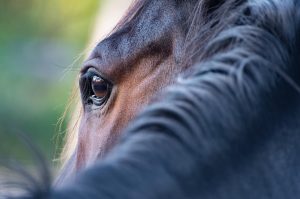Exclusive Legit Popular Horse Racing Betting Apps Review 2026: Bonus, App, Withdrawal Tested