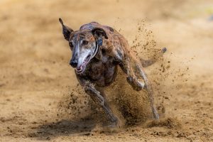 Secure Mumbai Race Course Betting: Complete 2027 Guide for Indian Players