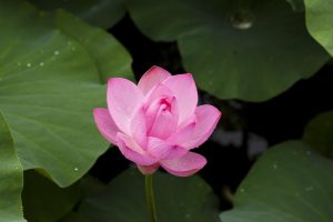 Who Lotus App Download: Step-by-Step Guide for India (2027)