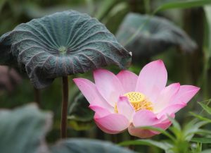 Which Lotus App Download: Step-by-Step Guide for India (2026)